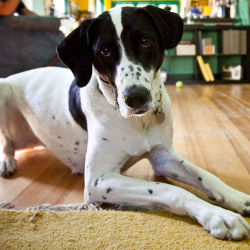 Ottawa DogWatch, Kemptville, Ontario | Indoor Pet Boundaries Contact Us Image