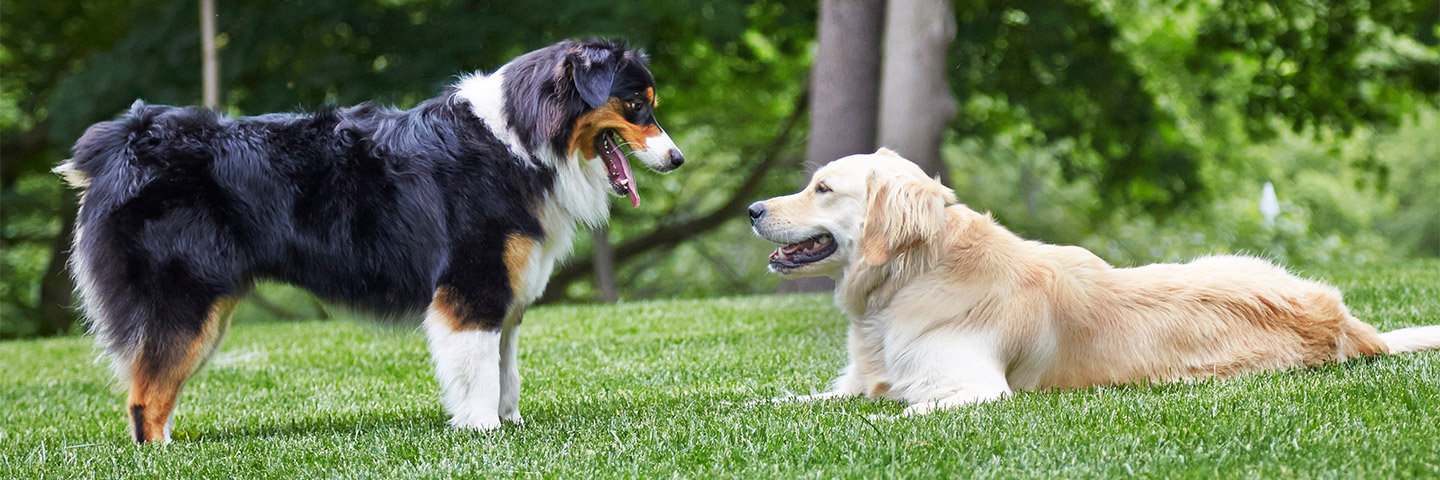 Ottawa DogWatch, Kemptville, Ontario | Outdoor Hidden Dog Fences Slider Image