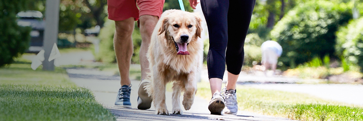 Ottawa DogWatch, Kemptville, Ontario | SideWalker Leash Trainer Slider Image